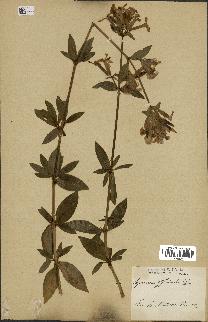 spécimen de Saponaria officinalis