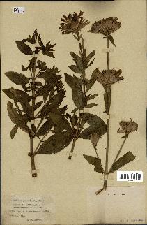 spécimen de Saponaria officinalis