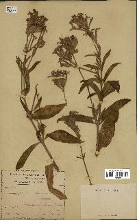 spécimen de Saponaria officinalis