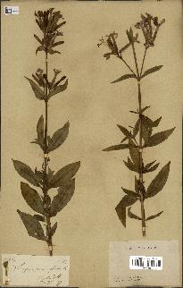 spécimen de Saponaria officinalis