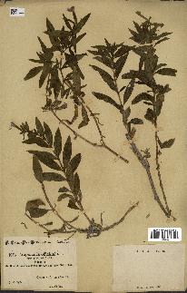 spécimen de Saponaria officinalis