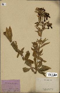 spécimen de Saponaria officinalis