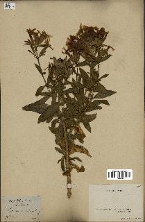 spécimen de Saponaria officinalis