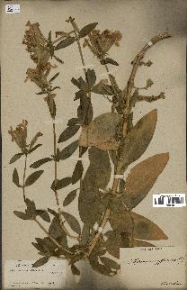 spécimen de Saponaria officinalis