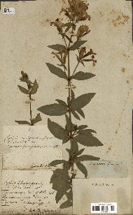 spécimen de Saponaria officinalis