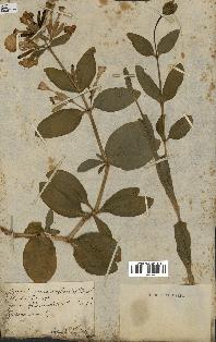 spécimen de Saponaria officinalis