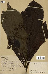 spécimen de indet.