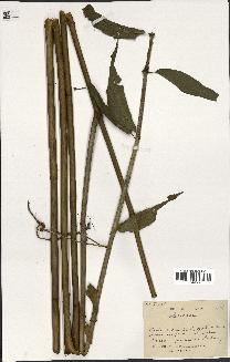 spécimen de indet.