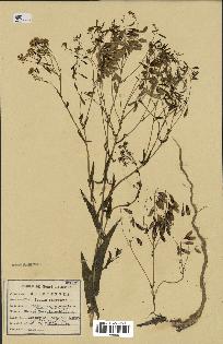 spécimen de Isatis tinctoria