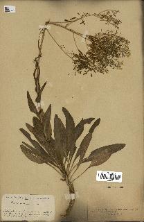 spécimen de Isatis tinctoria