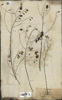 spécimen de Isatis tinctoria