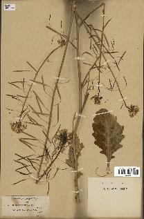 spécimen de Diplotaxis harra