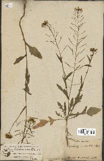 spécimen de Diplotaxis tenuisiliqua