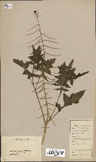 spécimen de Sisymbrium orientale