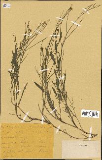 spécimen de Sisymbrium orientale