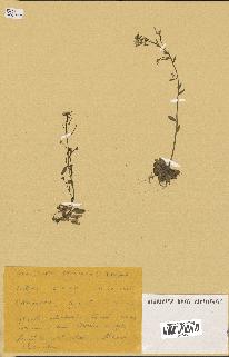 spécimen de Arabidopsis thaliana
