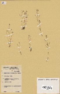 spécimen de Arabidopsis thaliana