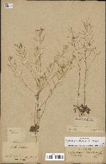 spécimen de Arabidopsis thaliana