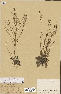 spécimen de Arabidopsis thaliana