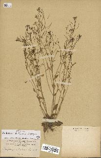 spécimen de Arabidopsis thaliana