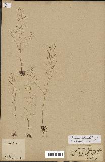 spécimen de Arabidopsis thaliana