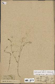 spécimen de Arabidopsis thaliana