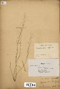 spécimen de Arabidopsis lyrata