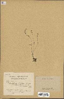 spécimen de Arabidopsis thaliana