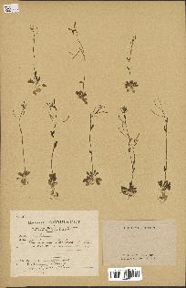 spécimen de Arabidopsis thaliana