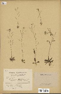 spécimen de Arabidopsis thaliana