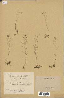spécimen de Arabidopsis thaliana