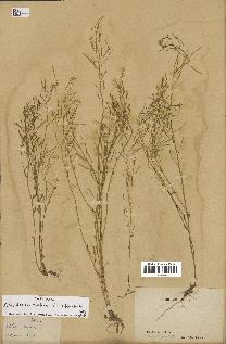 spécimen de Arabidopsis thaliana