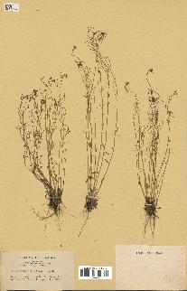spécimen de Arabidopsis thaliana