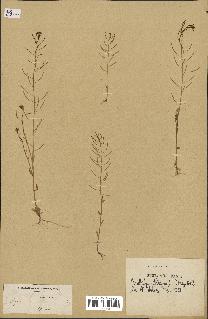 spécimen de Arabidopsis thaliana
