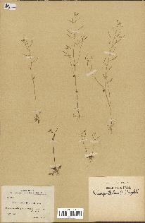 spécimen de Arabidopsis thaliana