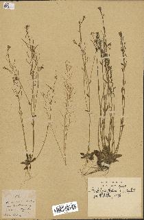 spécimen de Arabidopsis thaliana