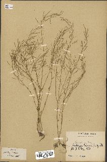 spécimen de Arabidopsis thaliana