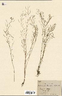 spécimen de Arabidopsis thaliana
