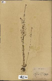 spécimen de Arabidopsis thaliana