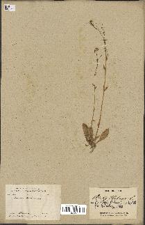 spécimen de Arabidopsis thaliana