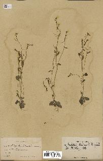 spécimen de Arabidopsis thaliana