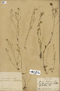 spécimen de Arabidopsis thaliana