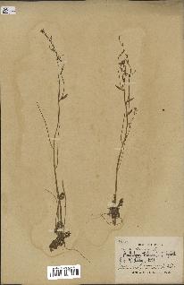 spécimen de Arabidopsis thaliana