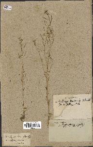 spécimen de Arabidopsis thaliana