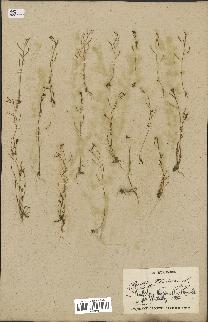 spécimen de Arabidopsis thaliana