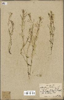 spécimen de Arabidopsis thaliana