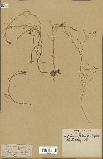 spécimen de Arabidopsis thaliana