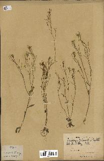 spécimen de Arabidopsis thaliana