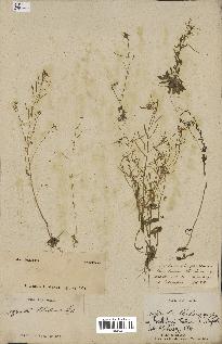 spécimen de Arabidopsis thaliana