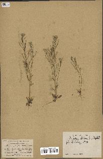 spécimen de Arabidopsis thaliana